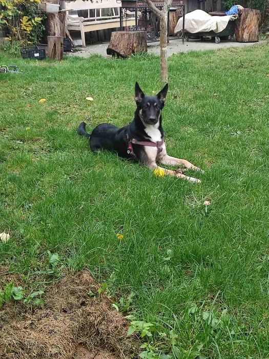 Хто загубив собаку?