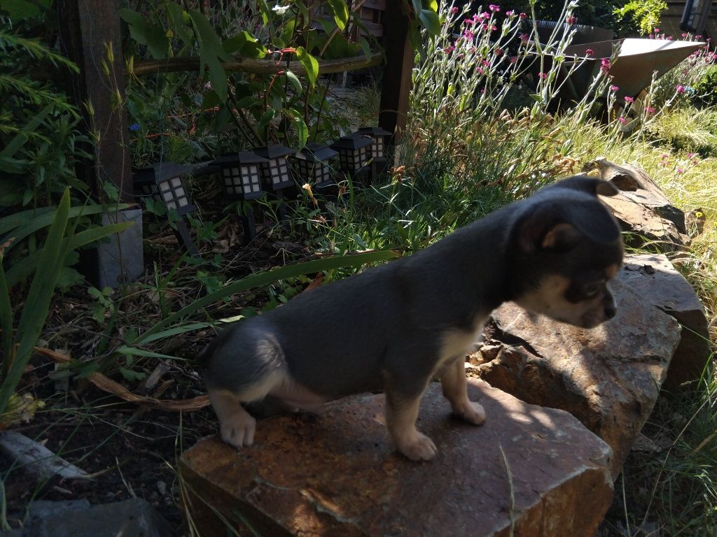 Chihuahua,  piesek, szczeniak mini
