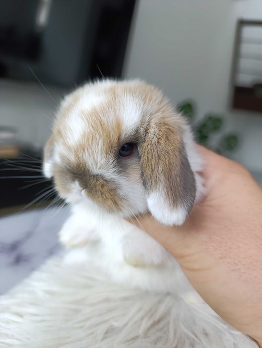 Mini lop karzełek Teddy hodowla zarejestrowana