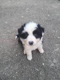 Border collie C/LOP/RI