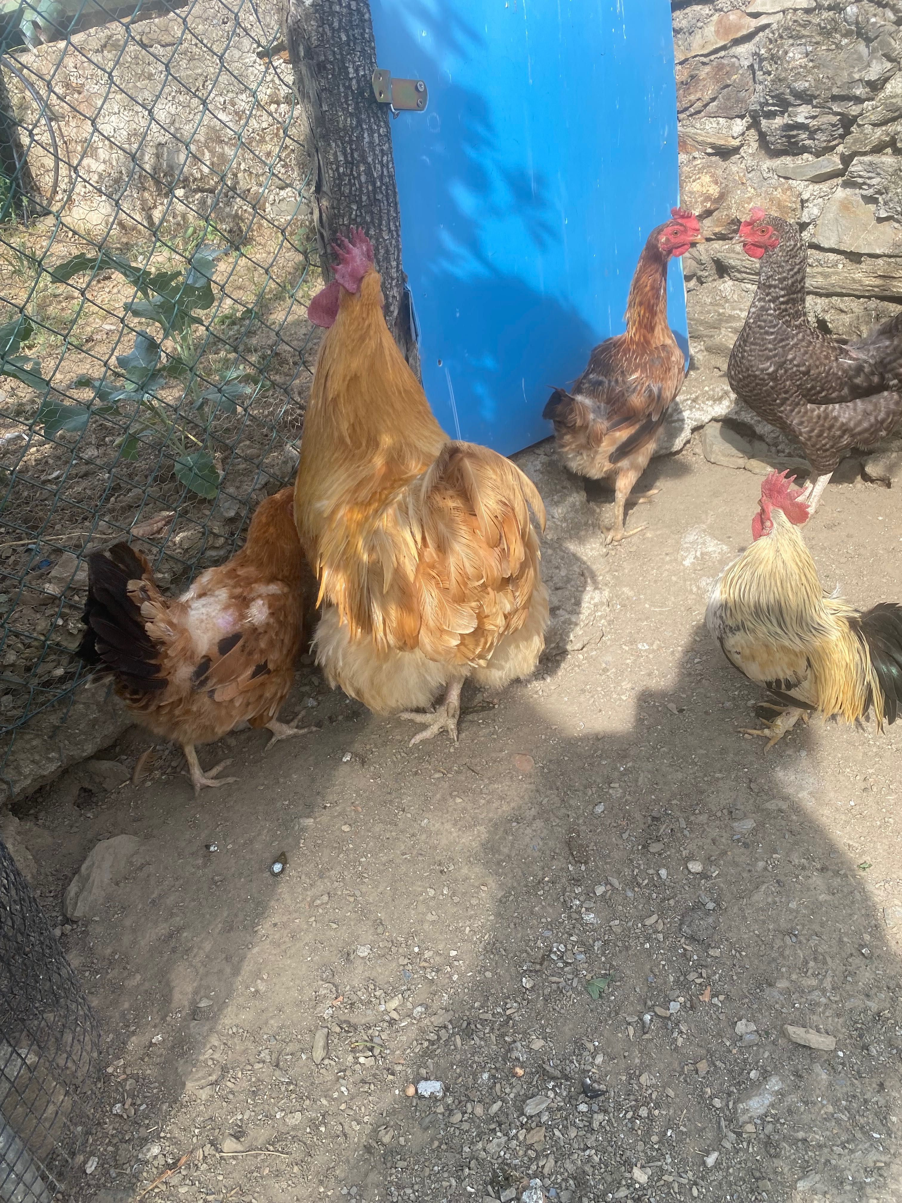 Galo de raça orpington amarela
