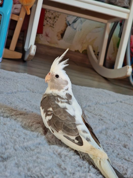 Papugi Nimfy roczne