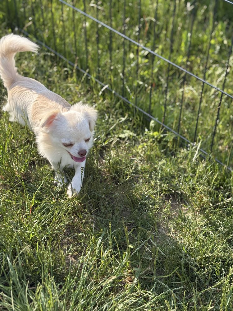Piesek chihuahua FCI