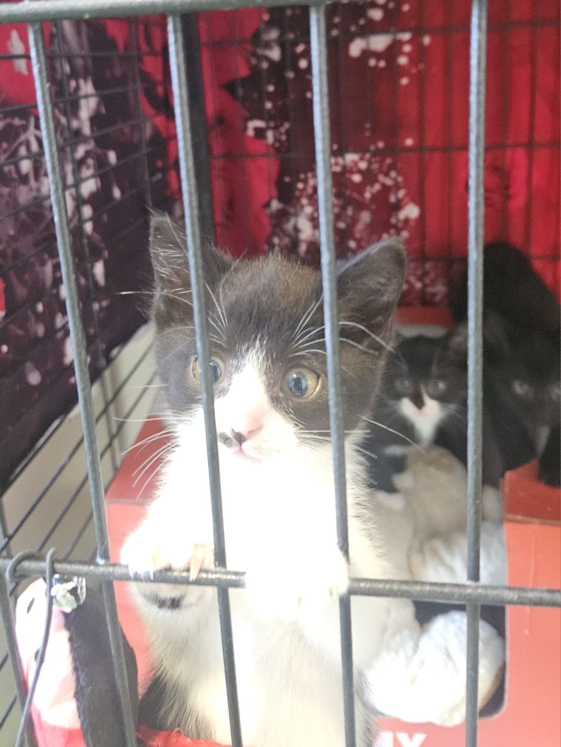 Kotki do adopcji, kot, kotka, adoptuj