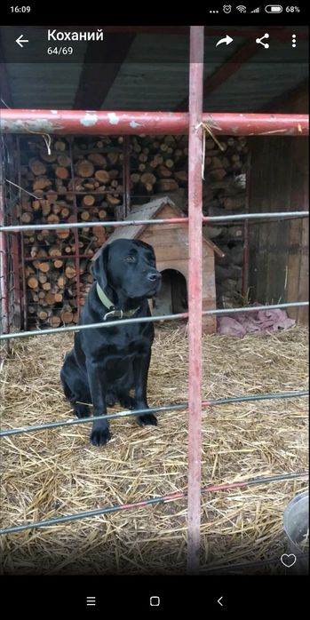 Продам  маленькі песиків лабрадорів