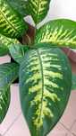 Difenbachia Tropic Snow