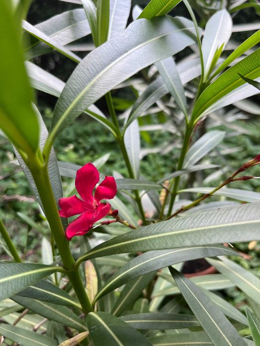 Sprzedam oleander Nerium ok.148 cm (w tym donica 30) ciemny róż