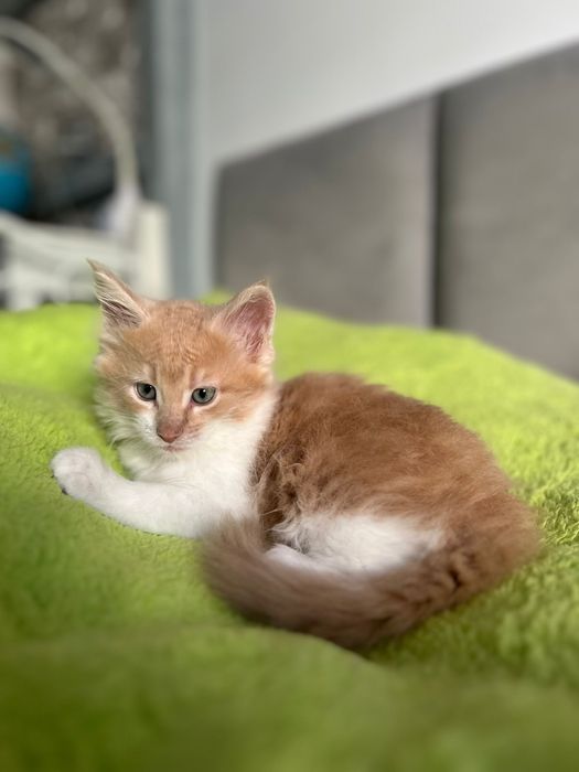 Kocurek Maine Coon „HIRO” e0922 FPL/FIFE – klasyczny kremowy z bielą