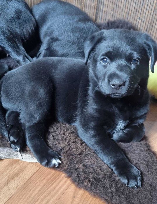 Дівчинка лабрадор три місяці