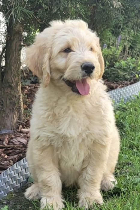 Goldendoodle Samczyk hybryda ras