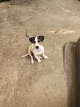 Jack russell terrier  Espetacular
