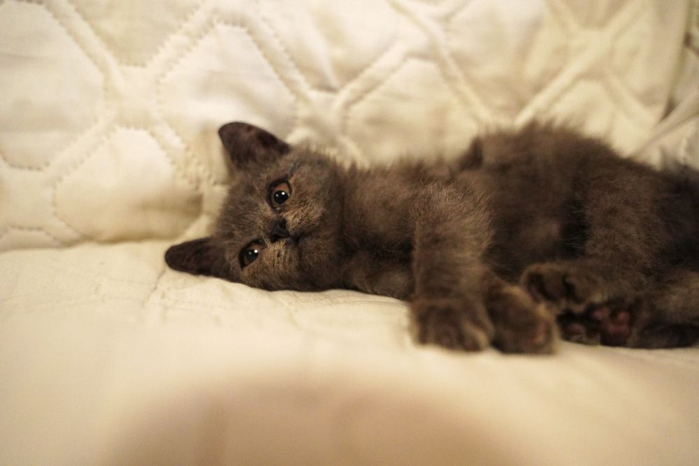 Кошеня котик бринтанка