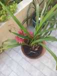 Vaso de orquidea vermelha