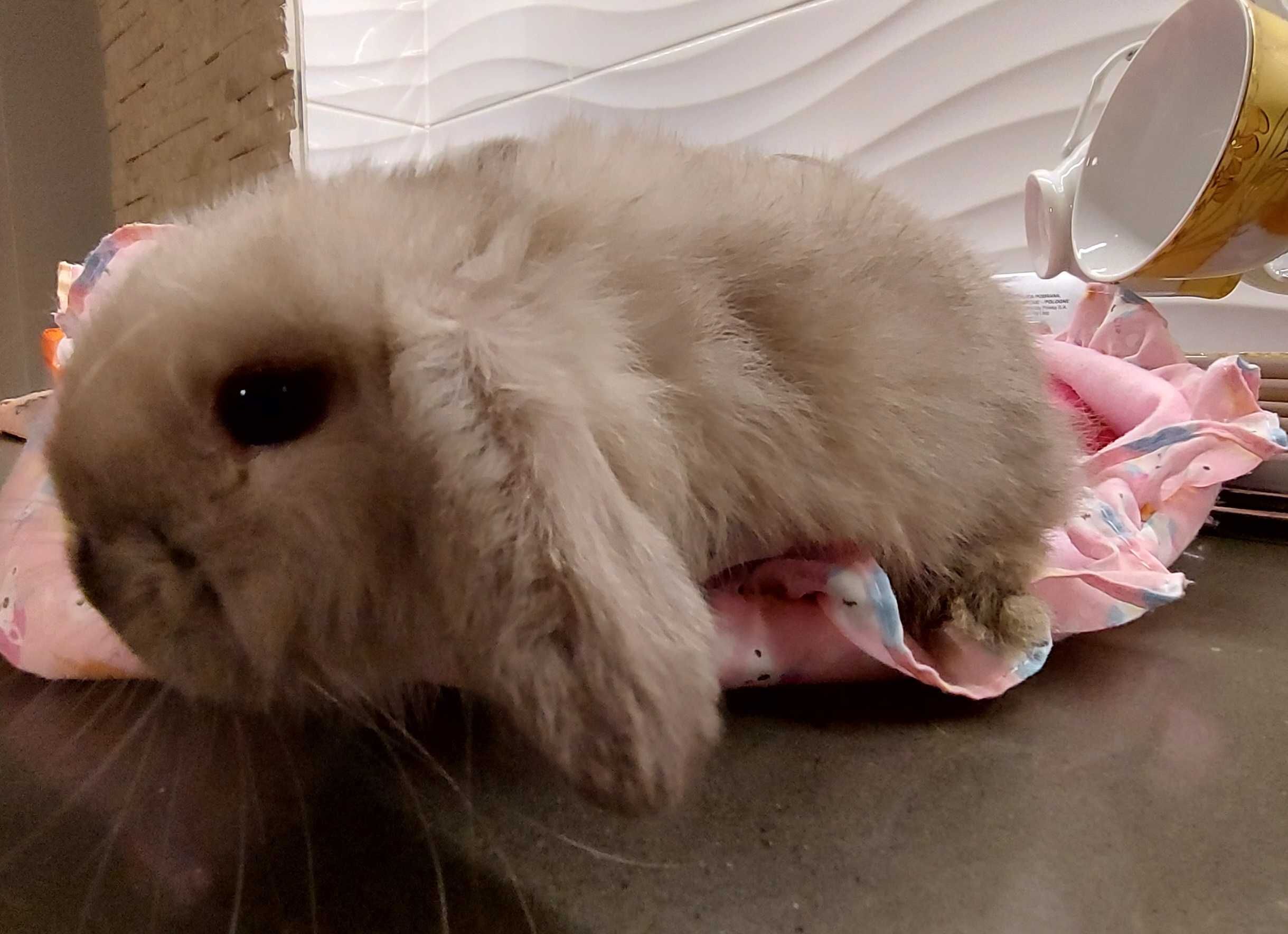 Mini lop gotowe do odbioru