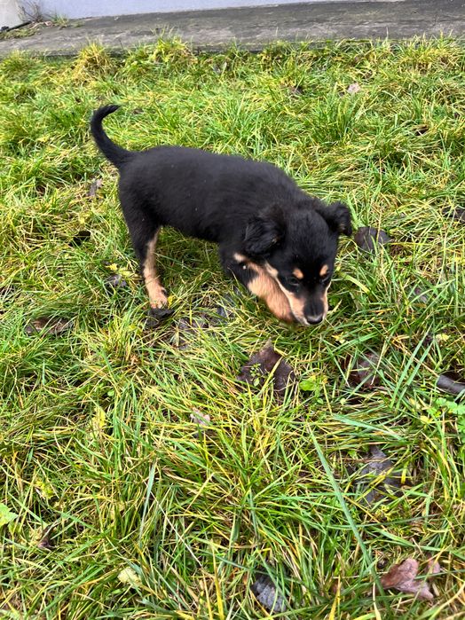 Oddam szczeniaki w dobre ręce