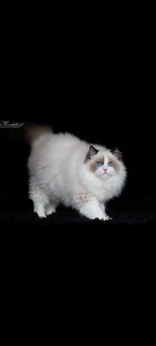 Piękna Kotka RAGDOLL