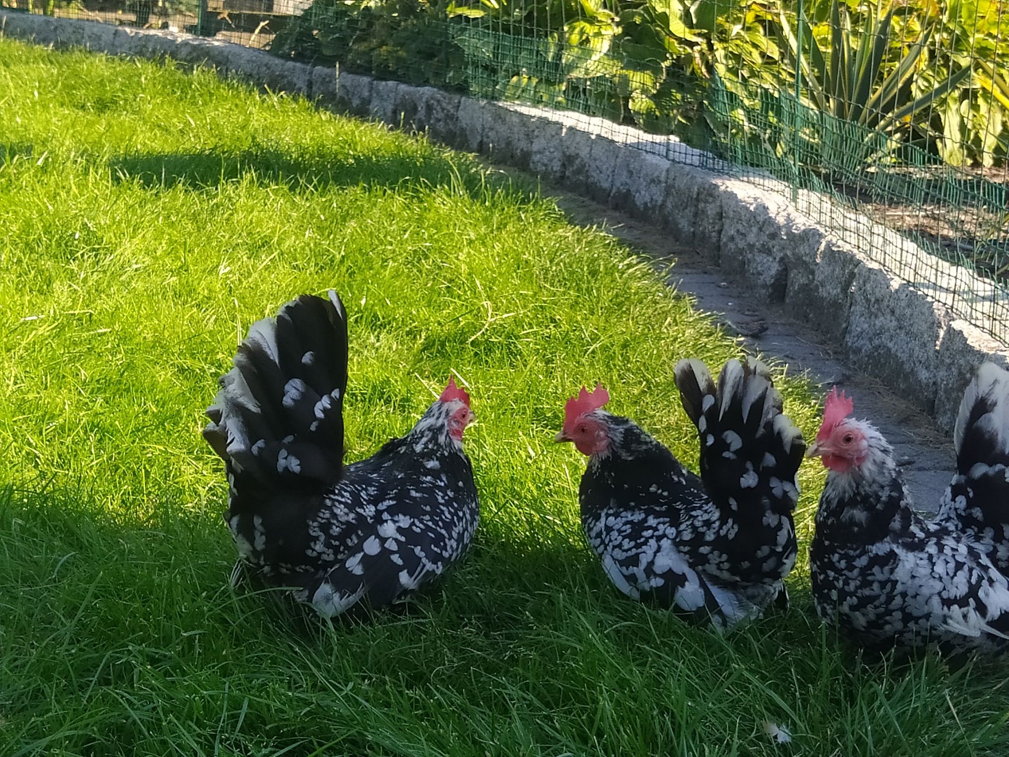 Jaja lęgowe kury ozdobne chabo