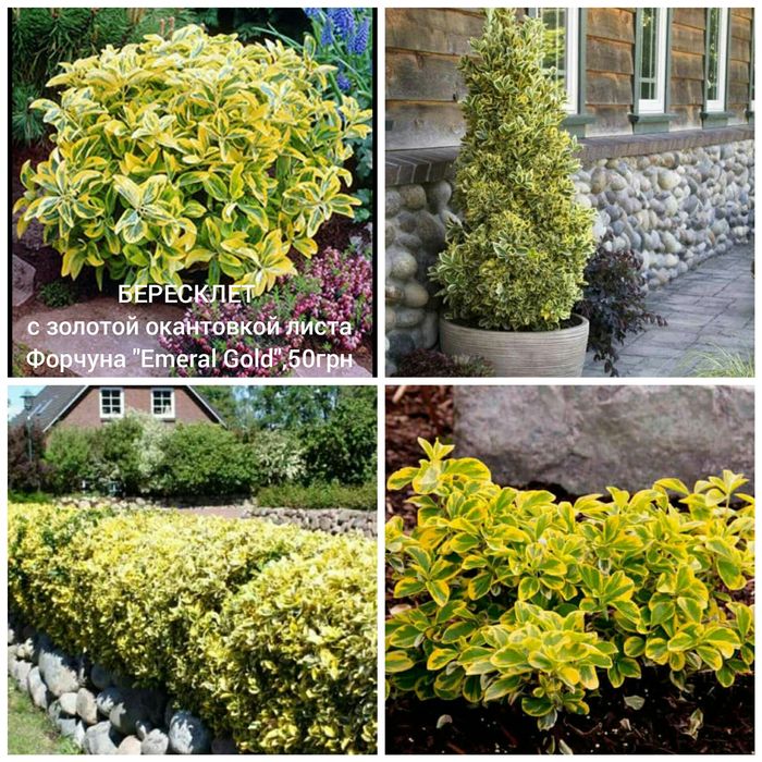 можжевельник, самшит, бересклет, магония, орехокрыльник