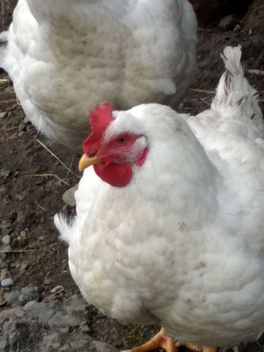 kurczaki brojlery kury zywe