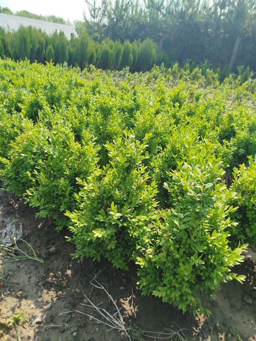 Продам самшит (буксус)