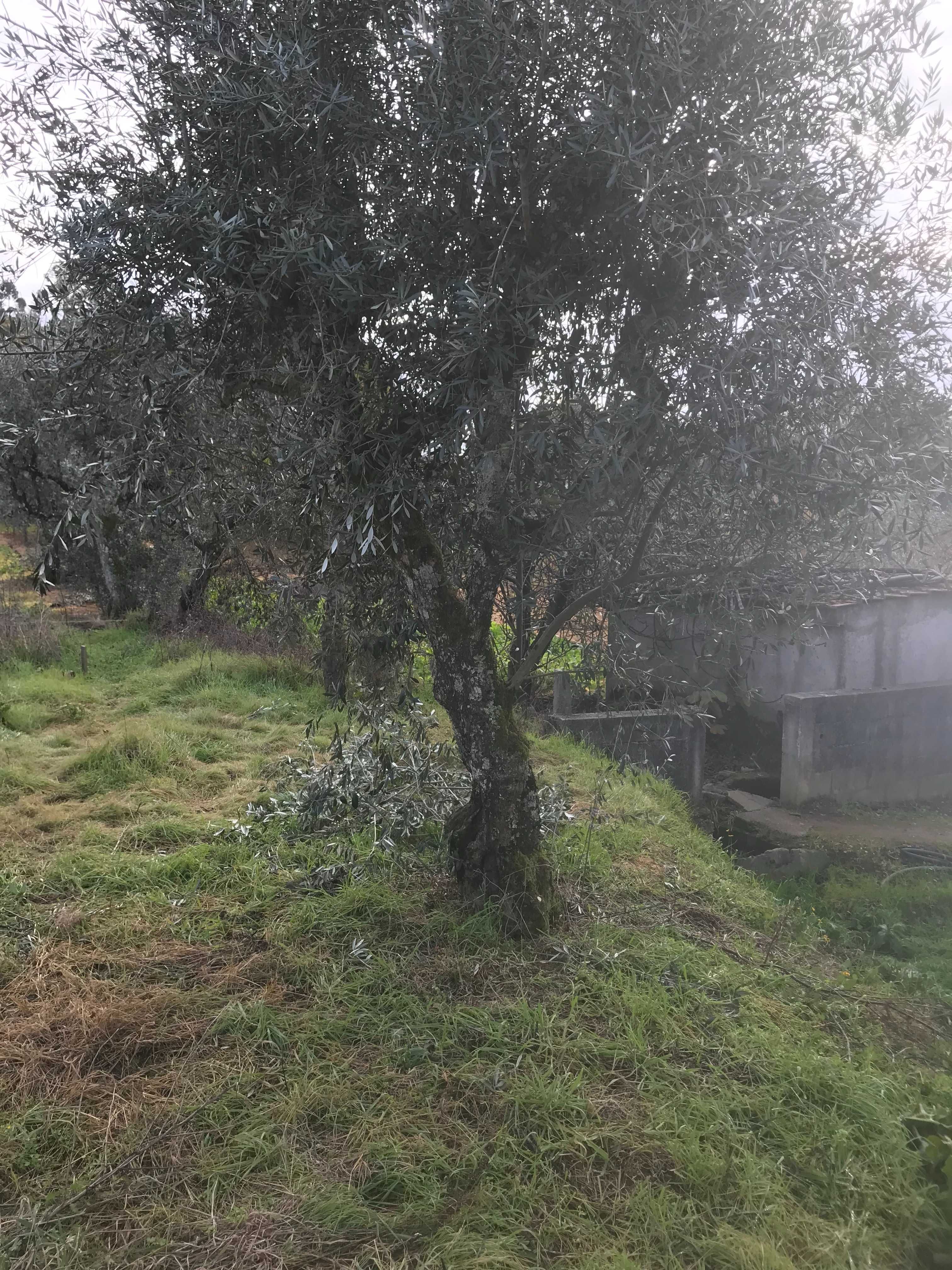 Dez Oliveiras para jardim SEPTUAGENÁRIAS