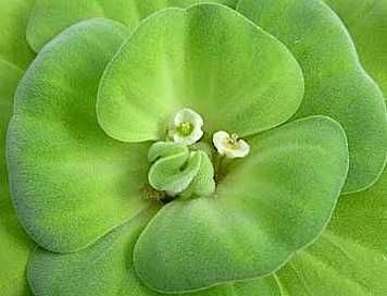 Planta aquática flutuantes Lago ou Aquário