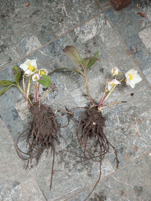 Продам кущики  морозника