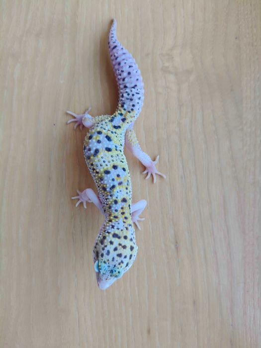Gekony Lamparcie