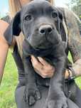 Piesek Cane Corso