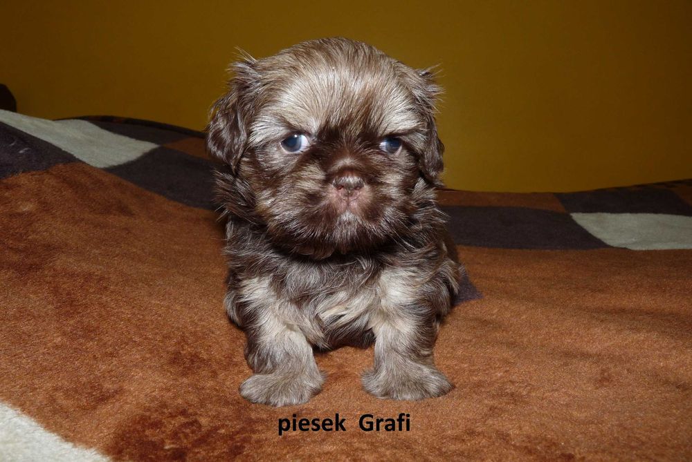 Shih Tzu, piesek Grafi do odbioru od 18 października.