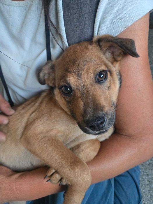 TOFIK cudowny szczeniak uratowany w Bułgarii do adopcji