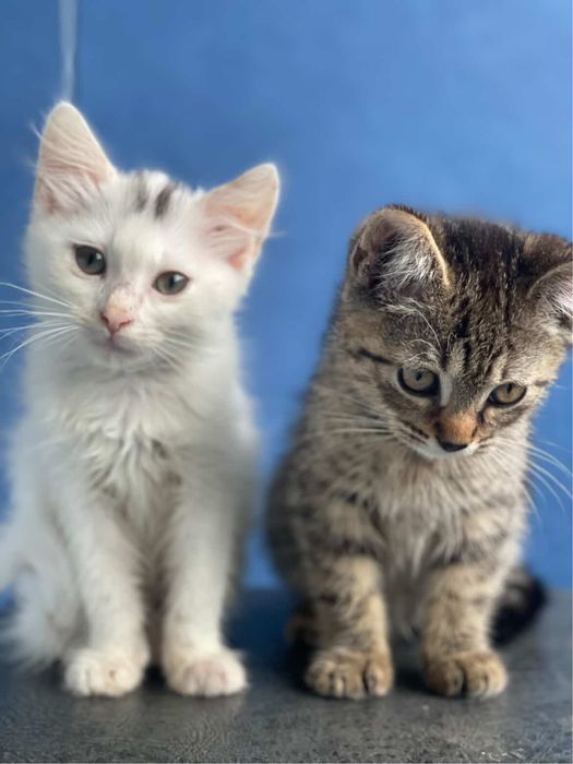 Кошенятка в хороші руки