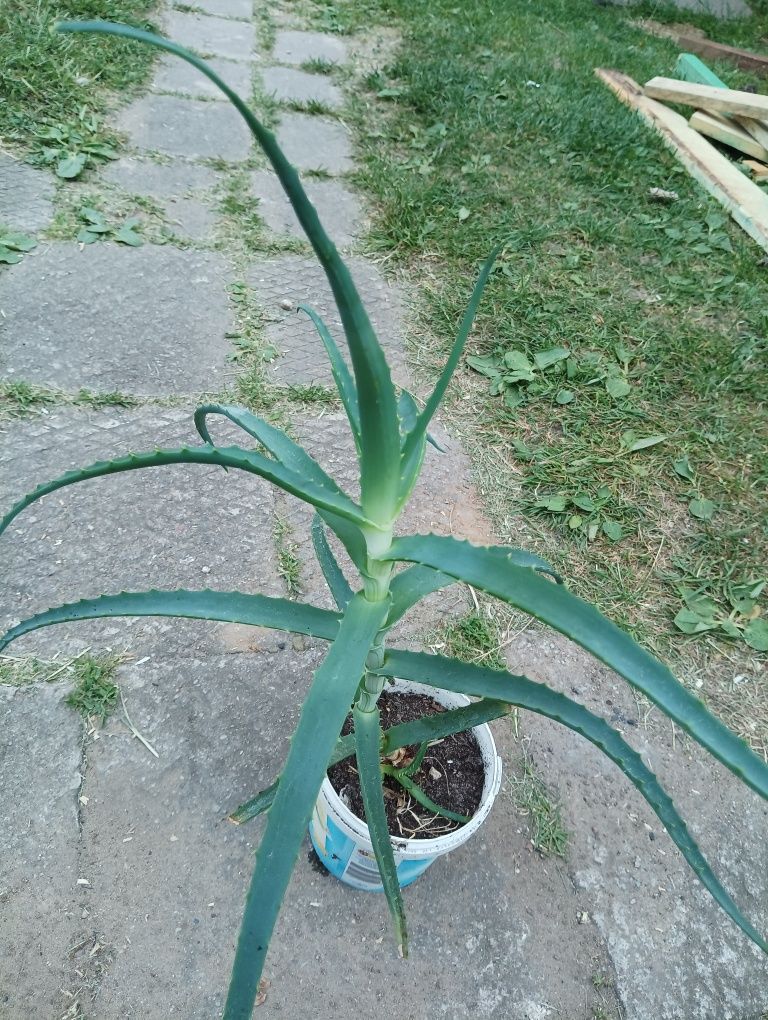 91. Duży aloes z odnóżkąi