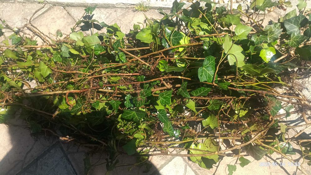 Плющ  вічнозелений саджанці з корінням