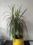 Dracena 65 cm roślina doniczkowa