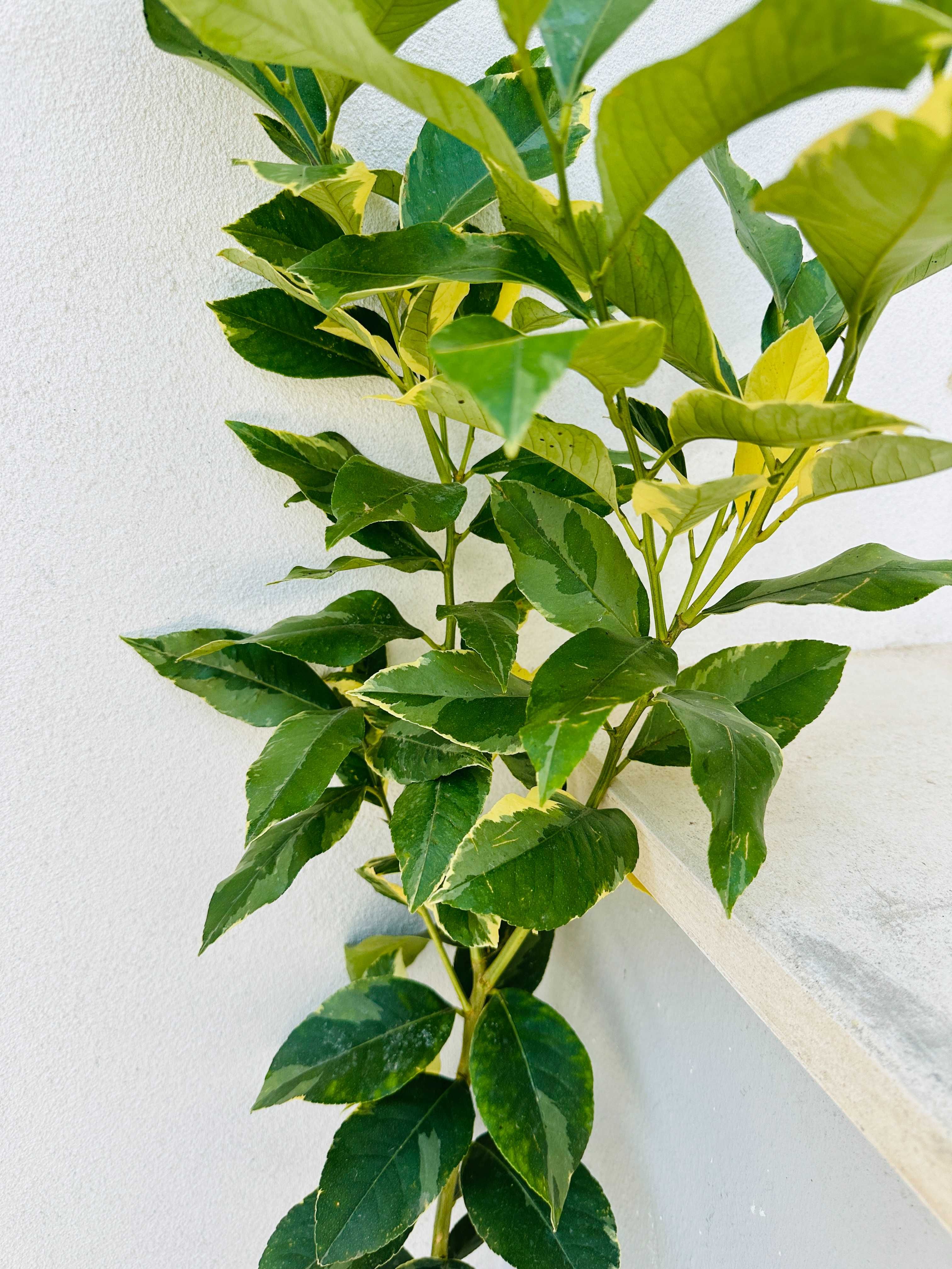 Limoeiro Imperial Variegata o melhor do mundo - Enxertado