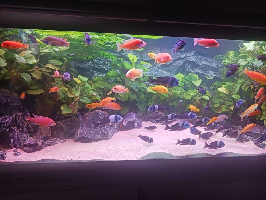 Pyszczaki Tanganika Tropheus Duboisi