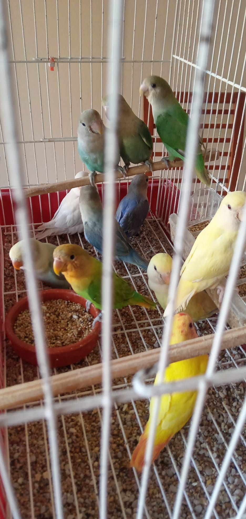 Cedem se agapornis e caturras domesticadas