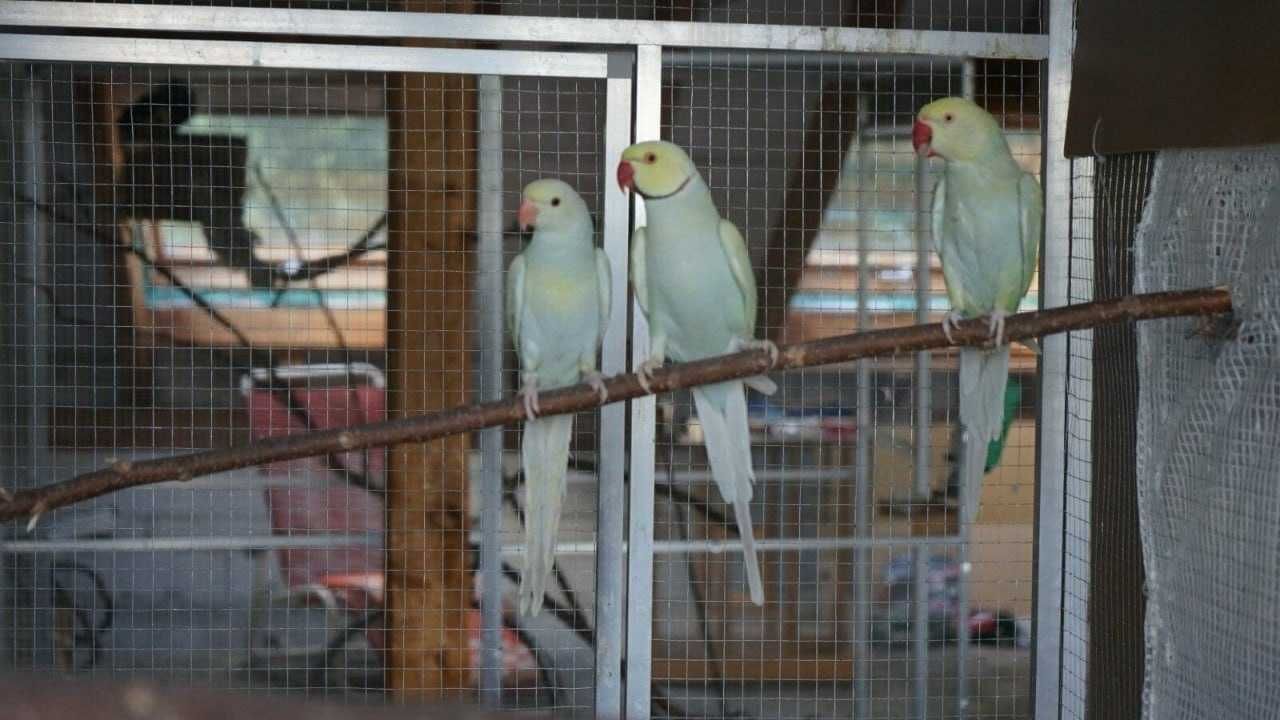 Элегантные Ожереловые ,Александрийские попугаи