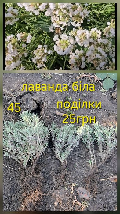 Лаванда біла, фіолетова, вівсянниця, карекс,  та інші рослини