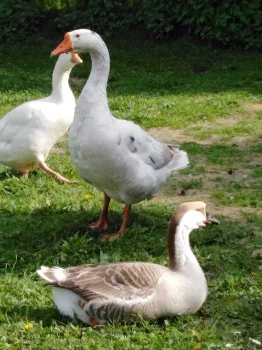 pisklęta Kaczki Dworki i Gęsi duże domowe