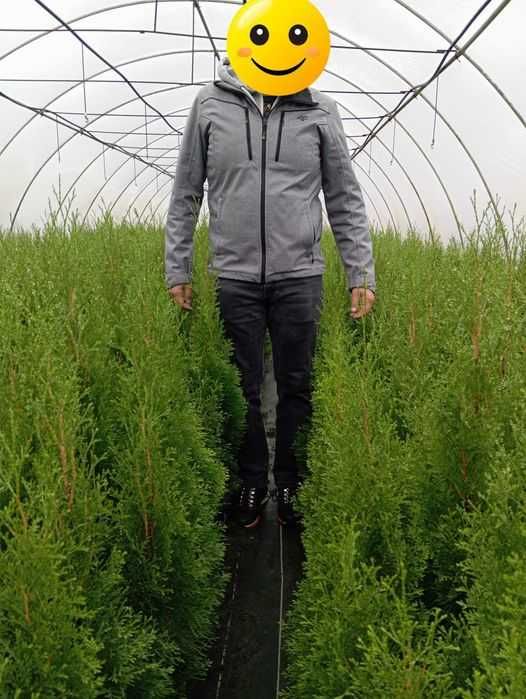 Tuja Thuja Szmaragd 90-100 cm doniczka WYSYŁKA pobranie