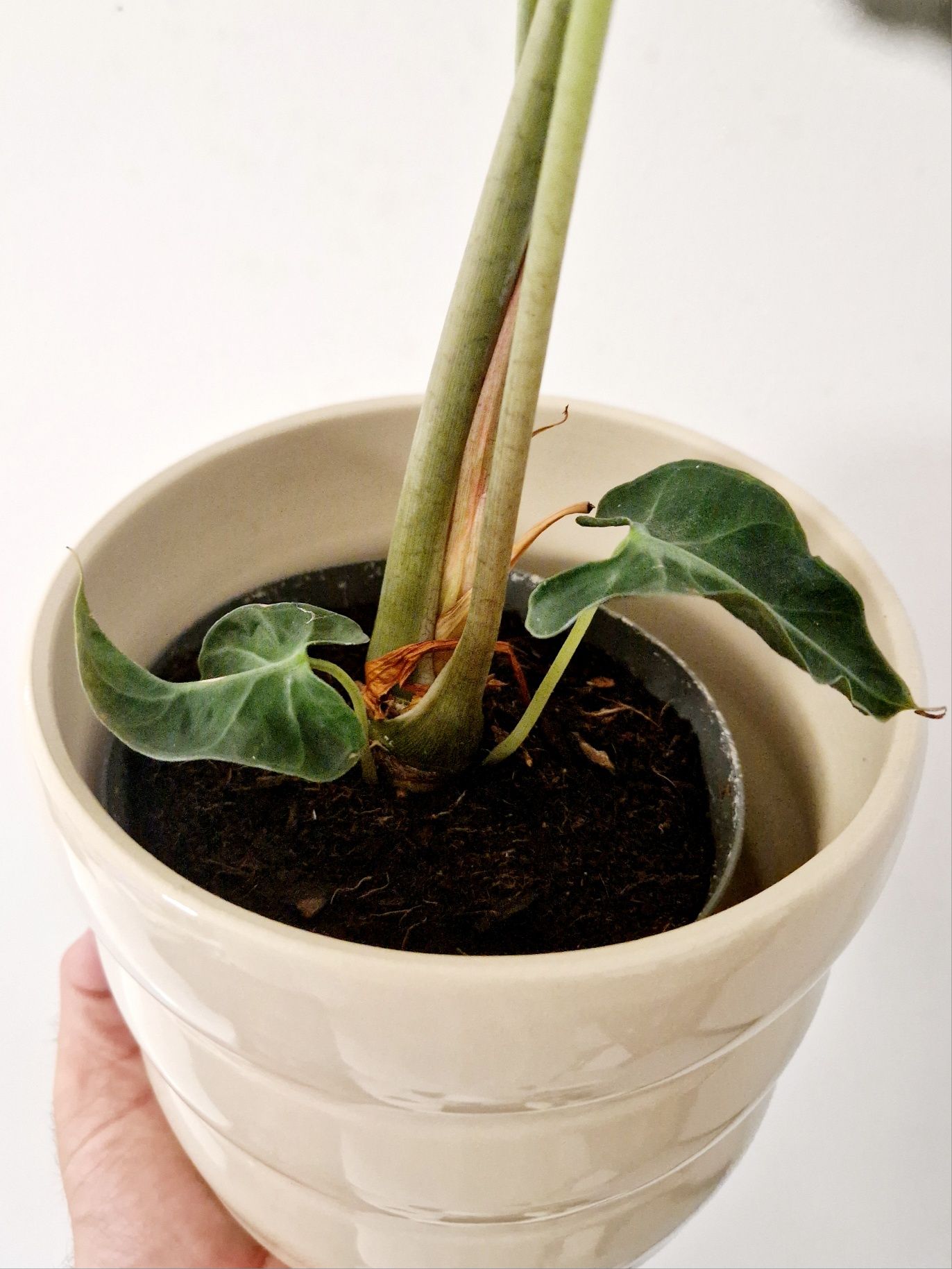 Alocasia Loco rara