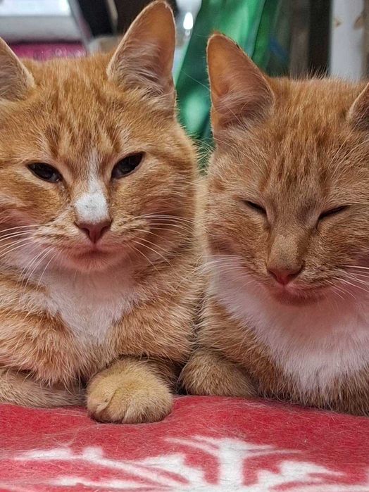 Рыжие мальчики котята подобраны к лотку приучены