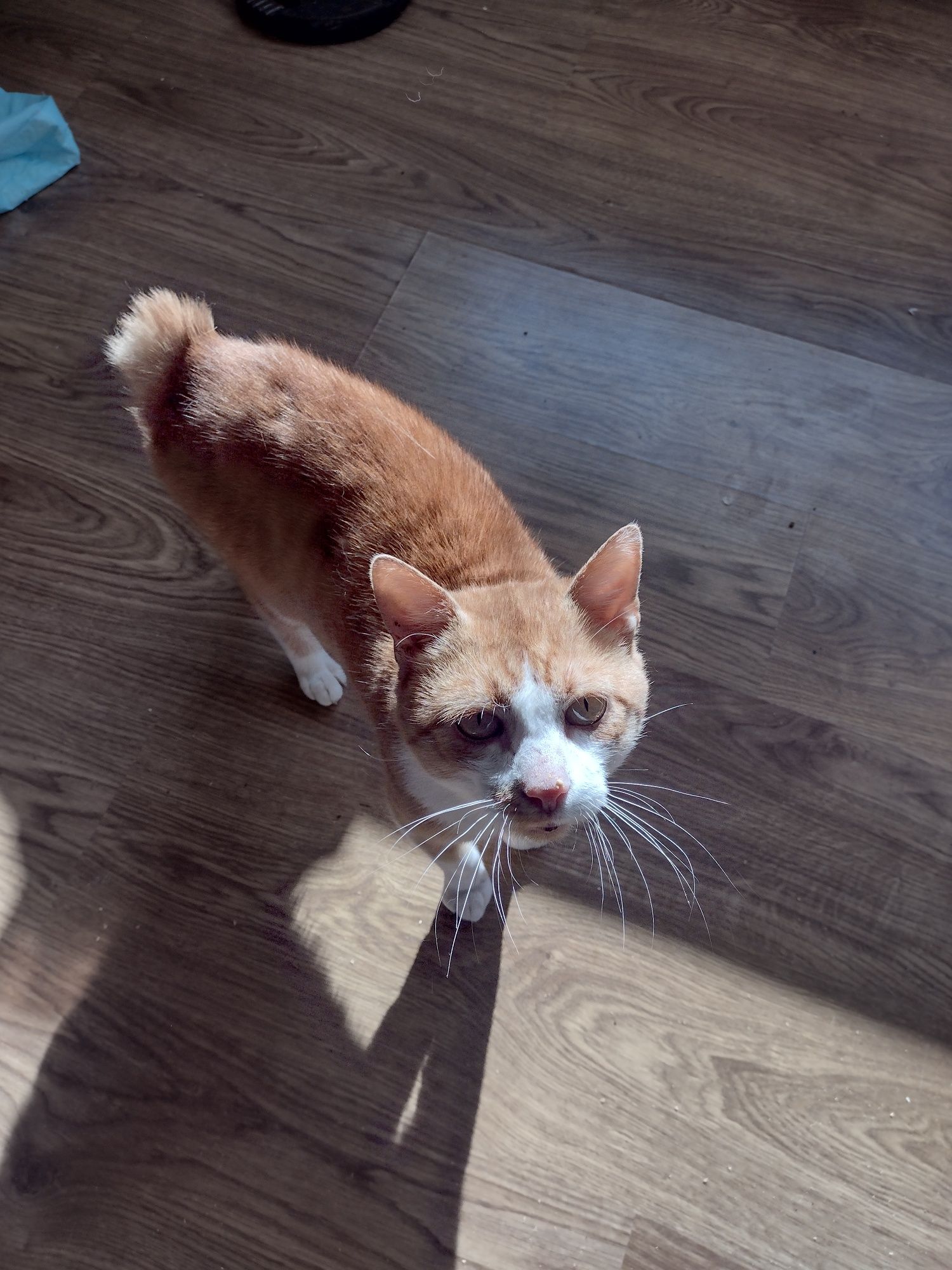 Kocurek do adopcji