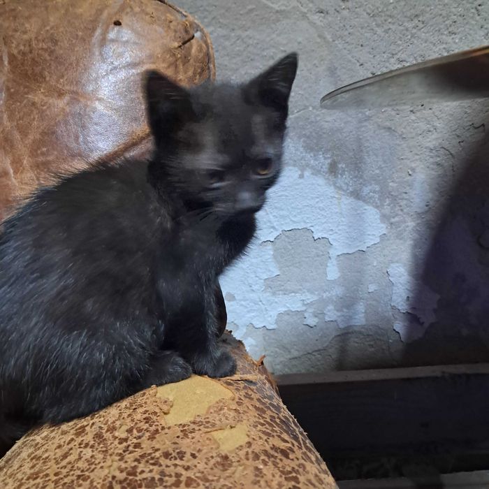 Gatinhos para Adopcão