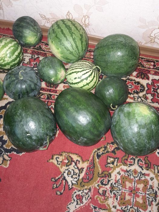 Насіння семена укроп арбуз перец дыни тыква помидоры