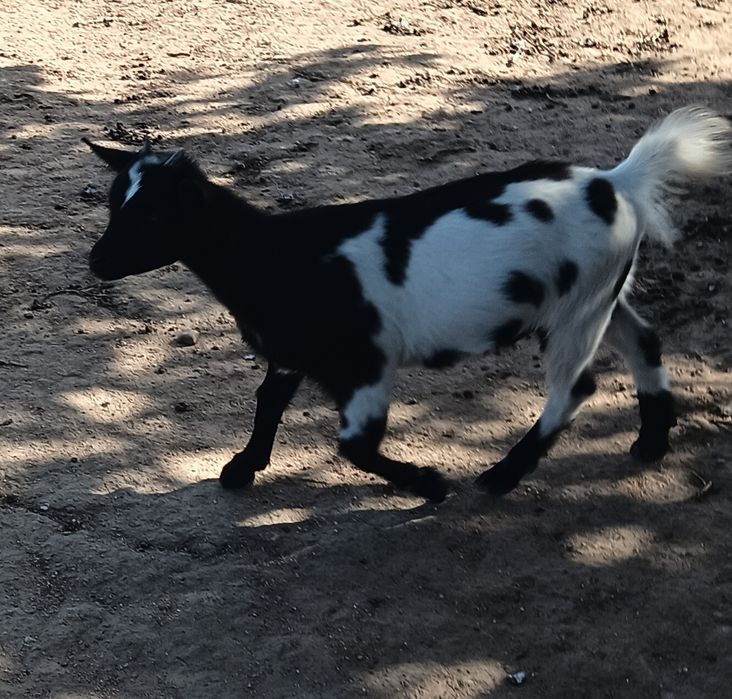 Cabrita anã juvenil
