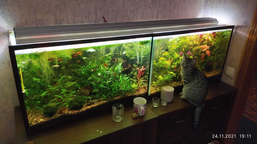 Obsługa Akwarium Czyszczenie, Rośliny, Testy Wody Pomoc w Białymstoku!