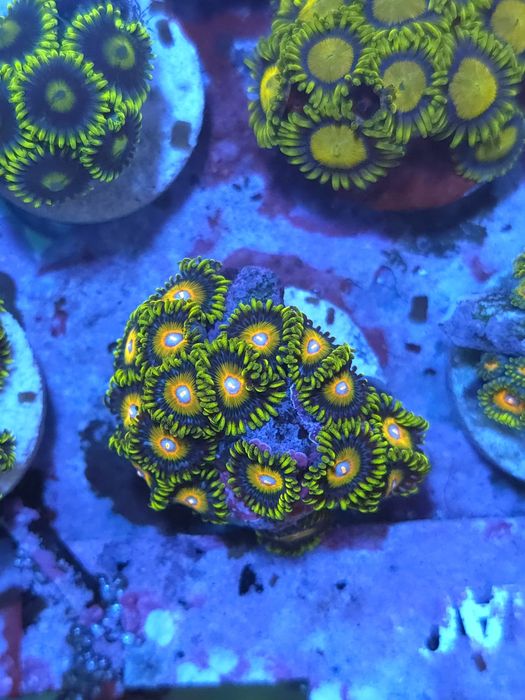 Frags de zoas, corais agua salgada
